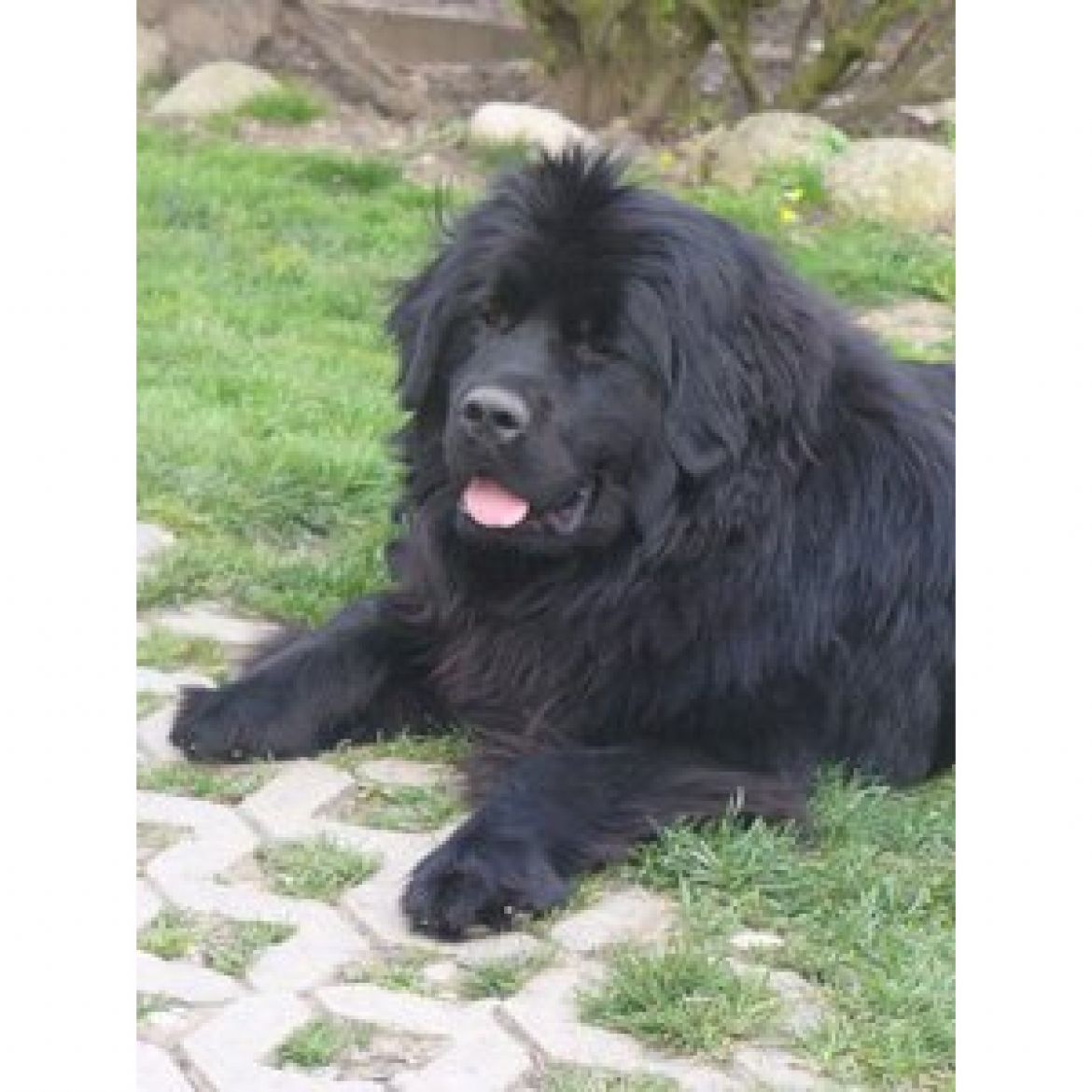 T Isabeau-Jule vom Aichemer Berg (29-04-2006)